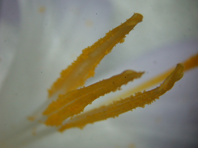 Crocus neapolitanus / Zafferano napoletano